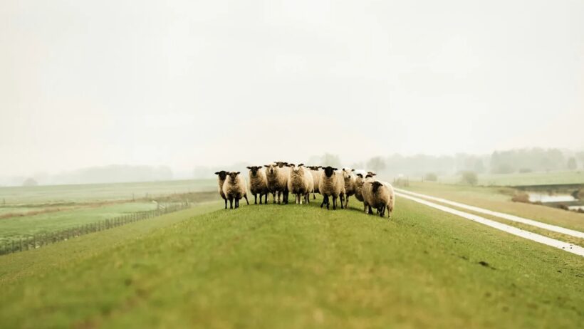 Werken in Friesland: kansen in de regio